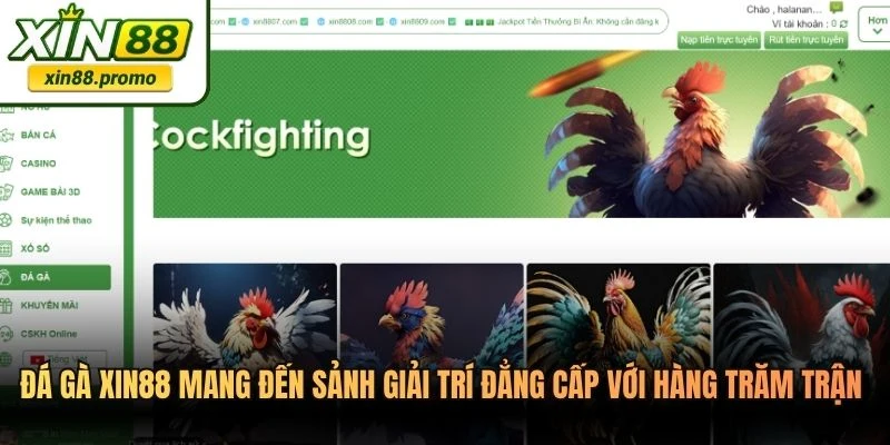 Đá gà XIN88 mang đến sảnh giải trí đẳng cấp với hàng trăm trận đấu đỉnh cao